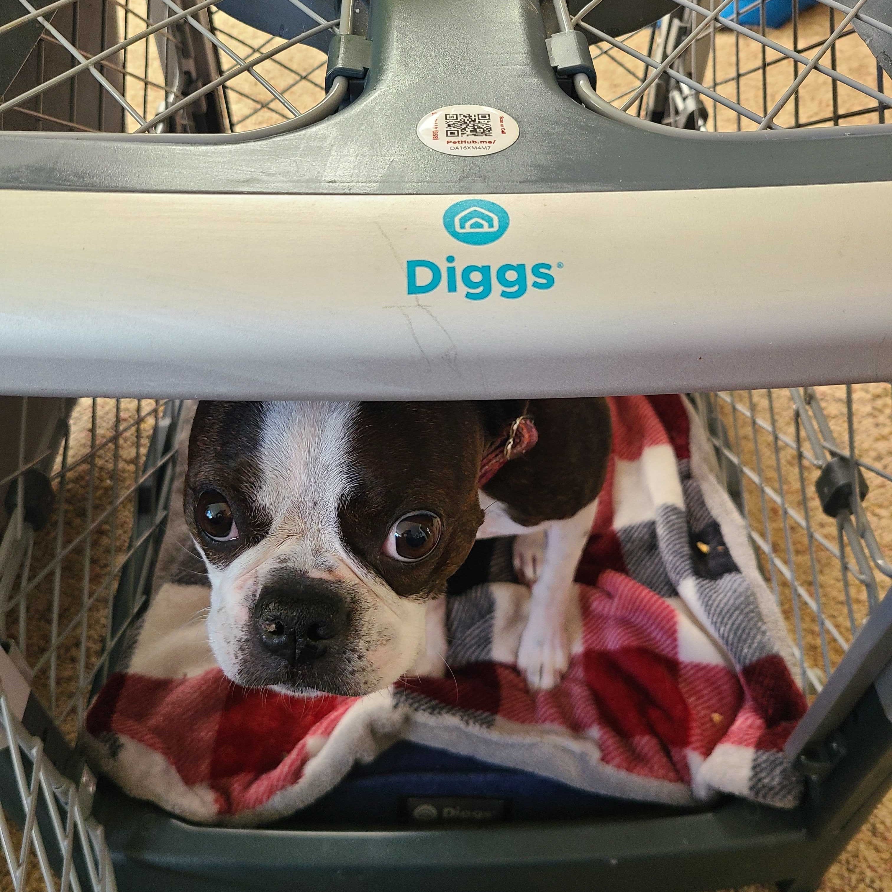 PetHub QR Pet ID Sticker – Upgrade Any Tag + Backup Pet Protection