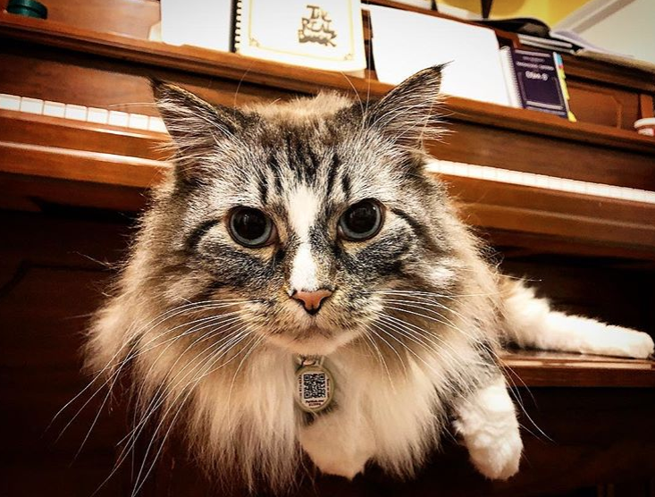 PetHub QR Pet ID Tag – Original Get Me Home Club